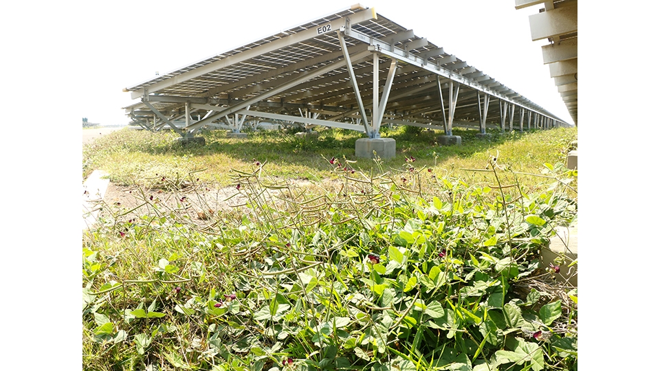 光電板下方時常有鳥類棲息， 經常能尋得鳥巢與鳥蛋。